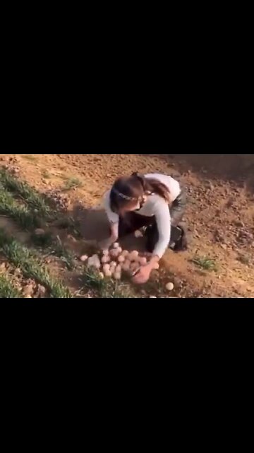 Woman Touches Peacock Eggs And Finds Out