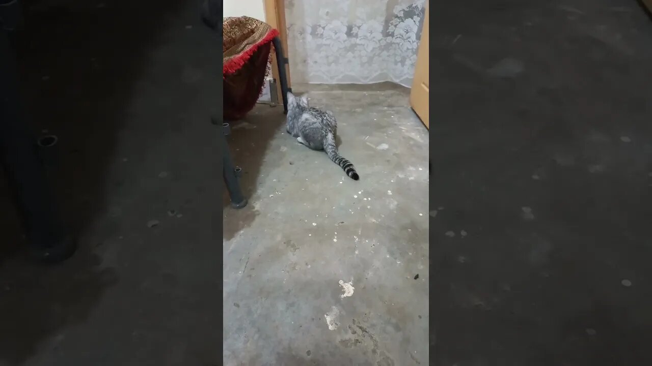 The cat is thinking something by shaking its tail