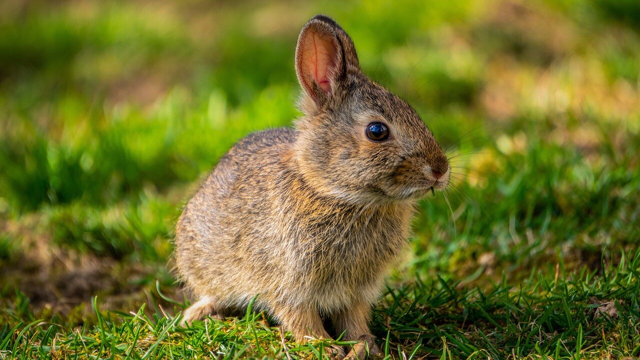 Rabbit Magic Shorts Video। Follow Me.