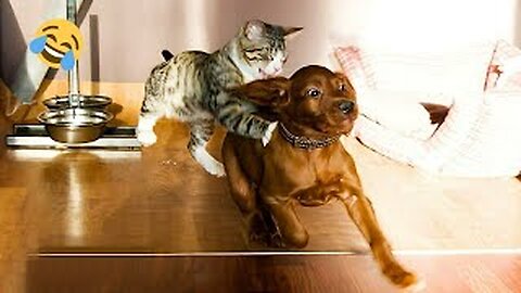 Who is cooler? CATS vs DOGS 😺🐶 ❗ Funny and funny cats and dogs