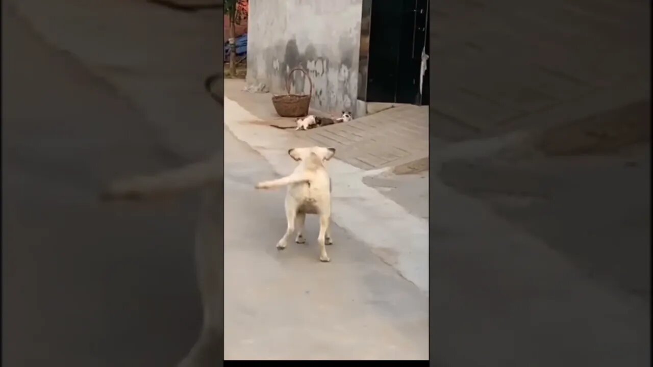 #who #let #the #dogs #out who who who who who