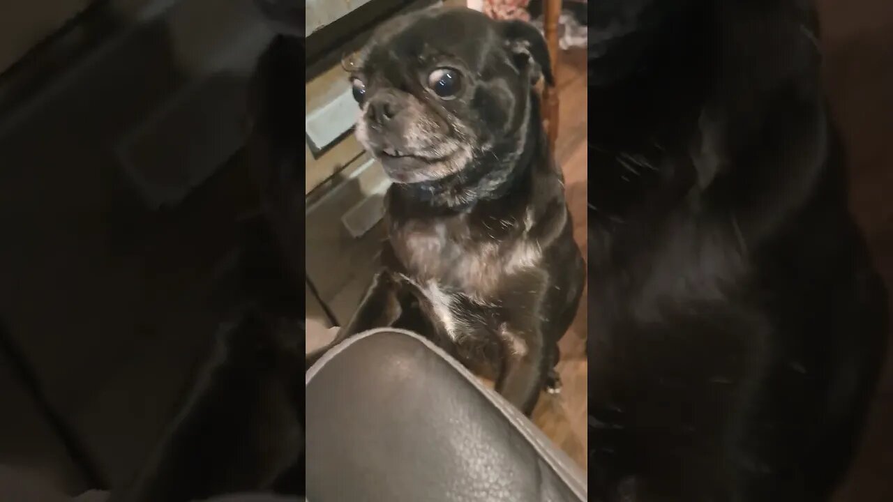 accidentally epic pug