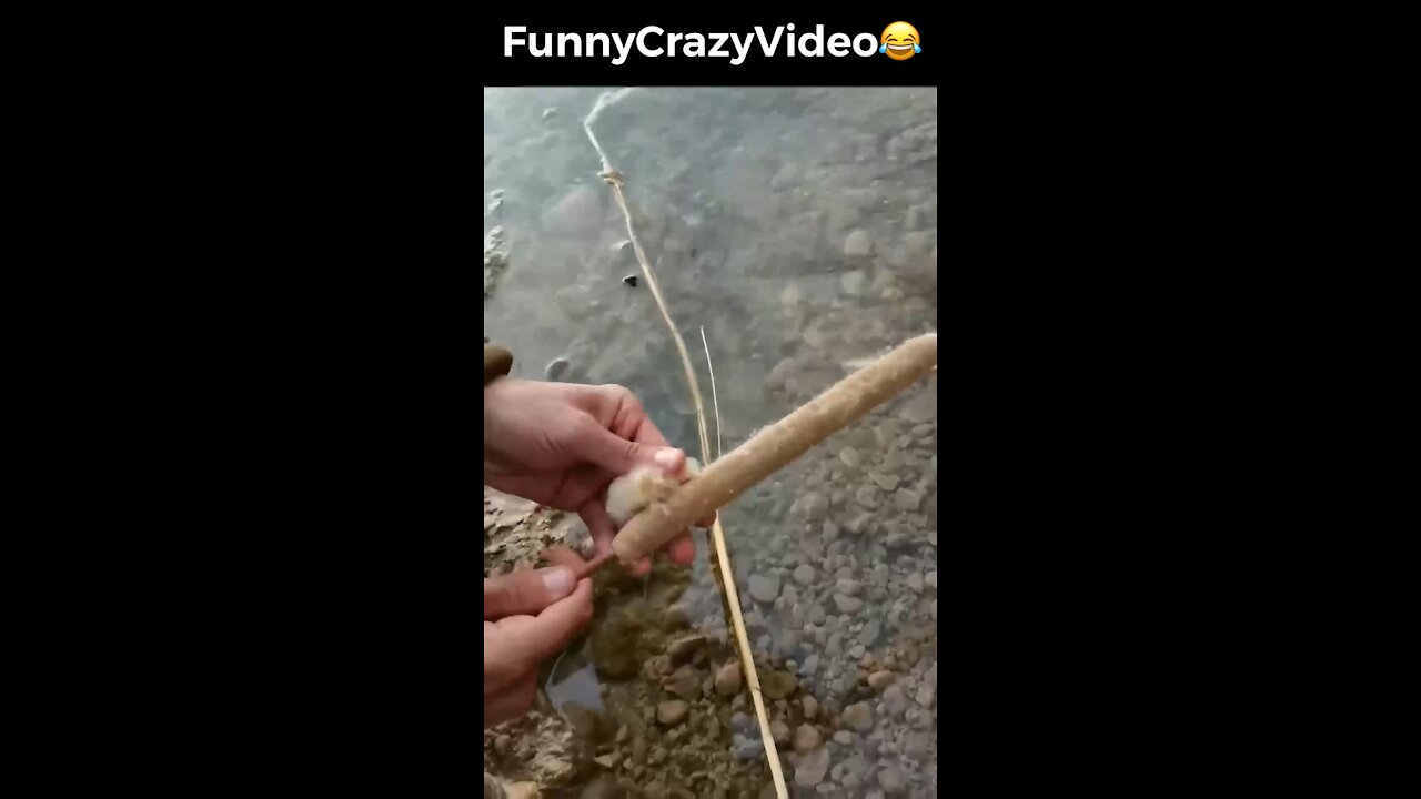 Mr FunnyCrazyVideo😂 Just Incredible Video Funny and Crazy #Like Follow for Follow 🥰