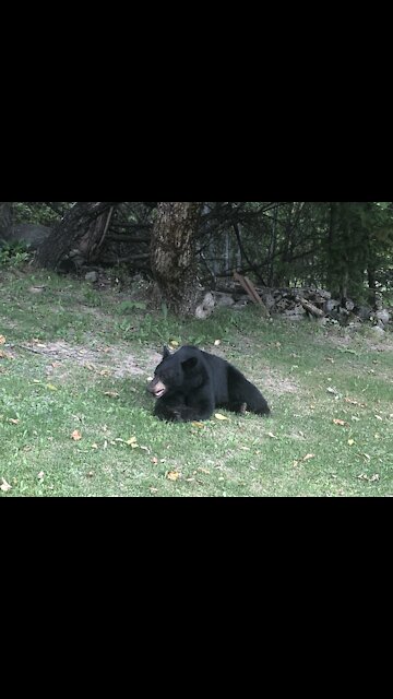 Teaching manners to black bear