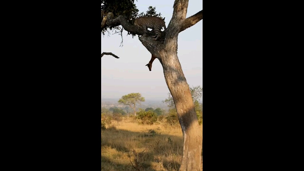 Leopards Prey Falls Out Of Tree