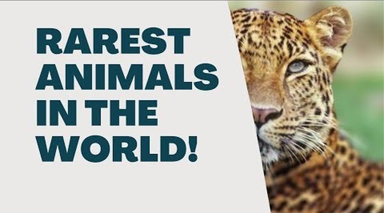 Rarest Animals In The World