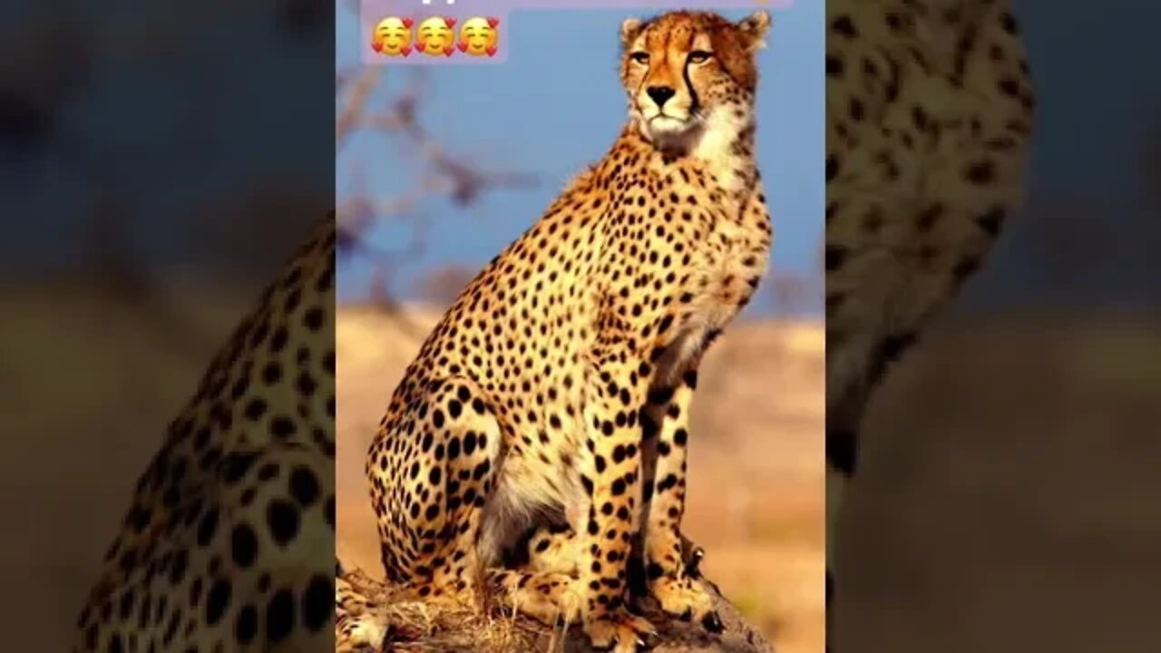 Anxious Cheetah Get Support From Man 👨🥰🥰🥰
