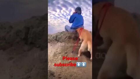 Funny doggo 👑 🥺❤️ please get this viral | #viral | #funnydogs | #trending | #shorts