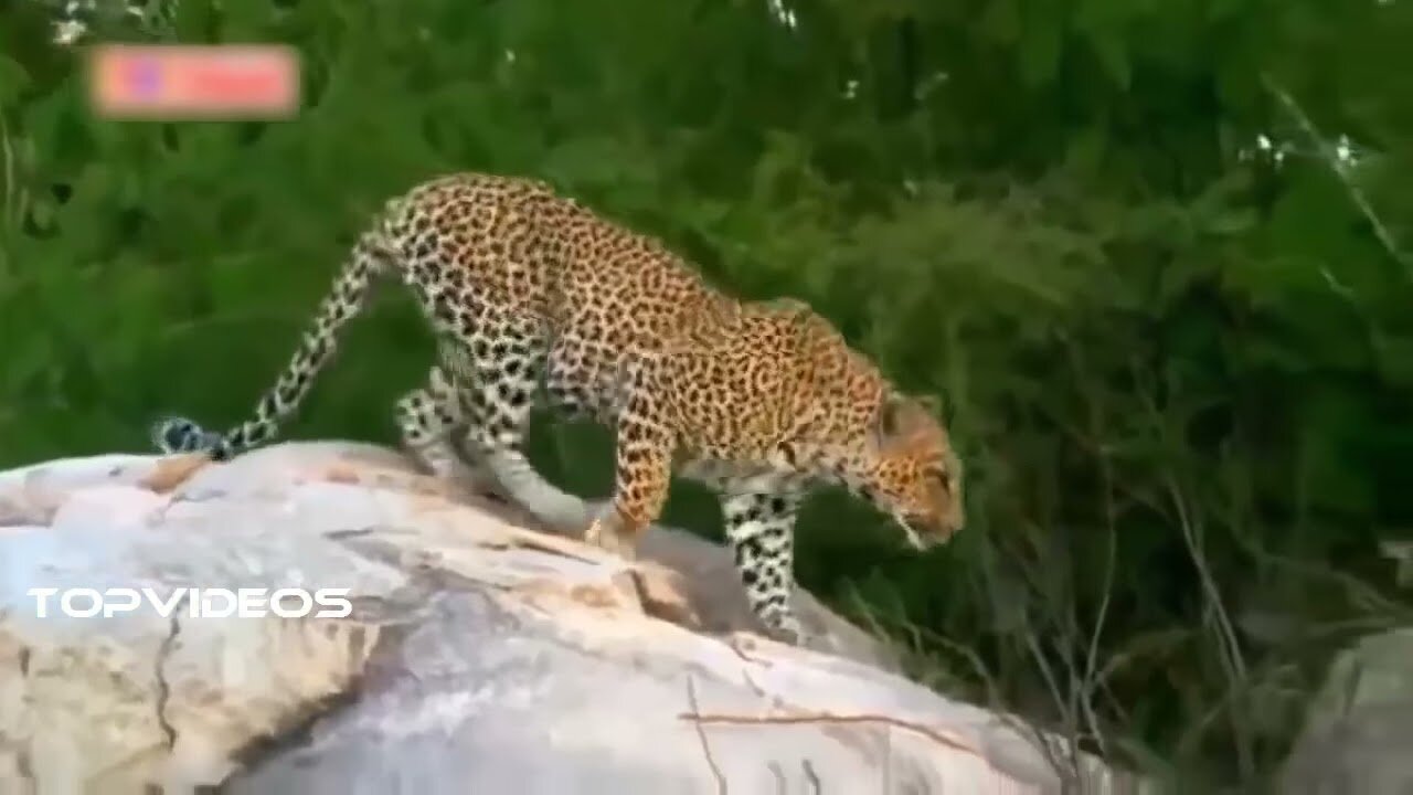 Leopard Verses Giant Python Fight | Amazing Moment Caught On Camera | Survival Of The Fittest