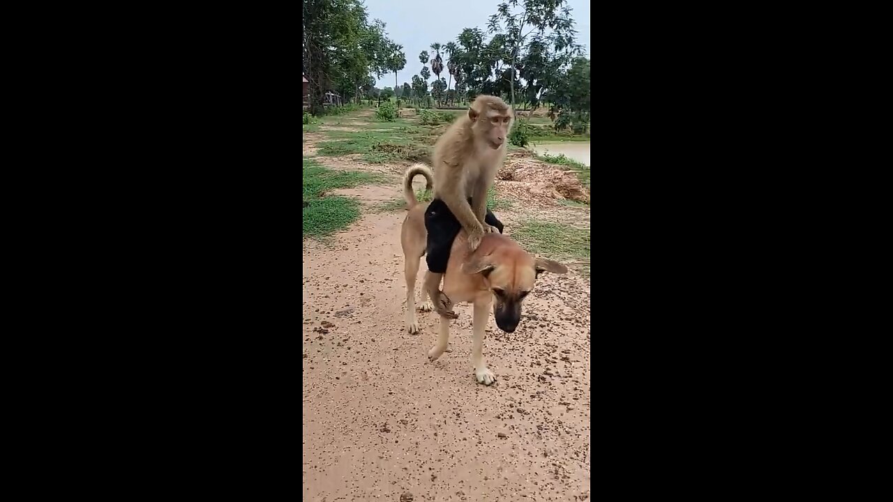 Dog and Monkey Funny Comedy entertainment videos 😁😂😂😂