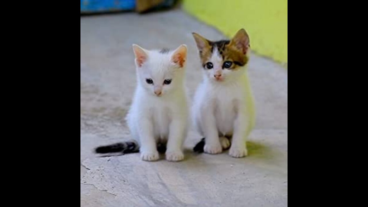 Cute cats 😍😍😍❤️❤️😘😘 lovely cats