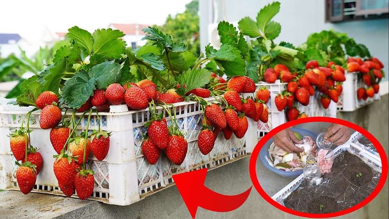 Transform your balcony With easy high yield Strawberry 🍓🍓