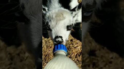#babygoats #goats #homesteading #farmanimals #cuteanimals #babyanimals #adorable #blyeeyes