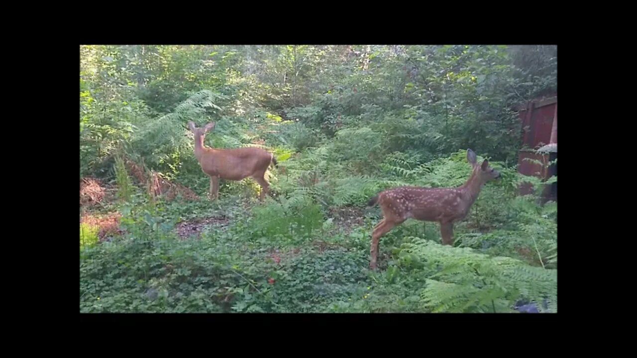 Mamma and Baby Deer Nomming Away At My Forest