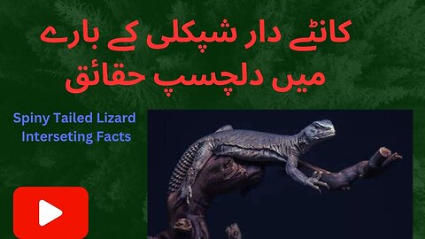 Spiny tailed lizard interesting Facts