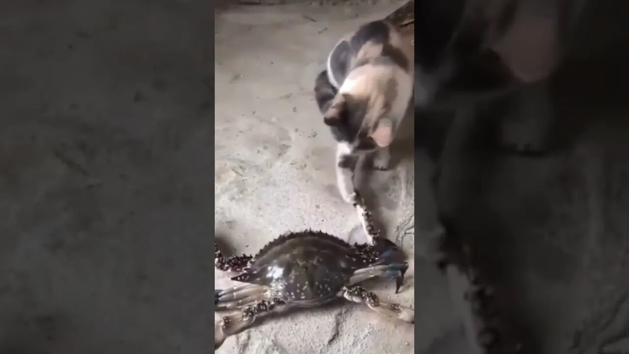 Cats playing with a crab 🦀 🤣🤣🤣#cat #crab #foryou #fyp