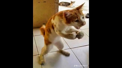 Funny Animal Videos