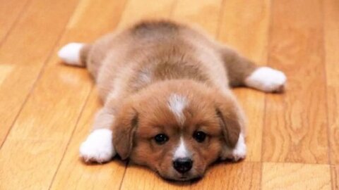 Cute Puppies Doing Funny Stuff