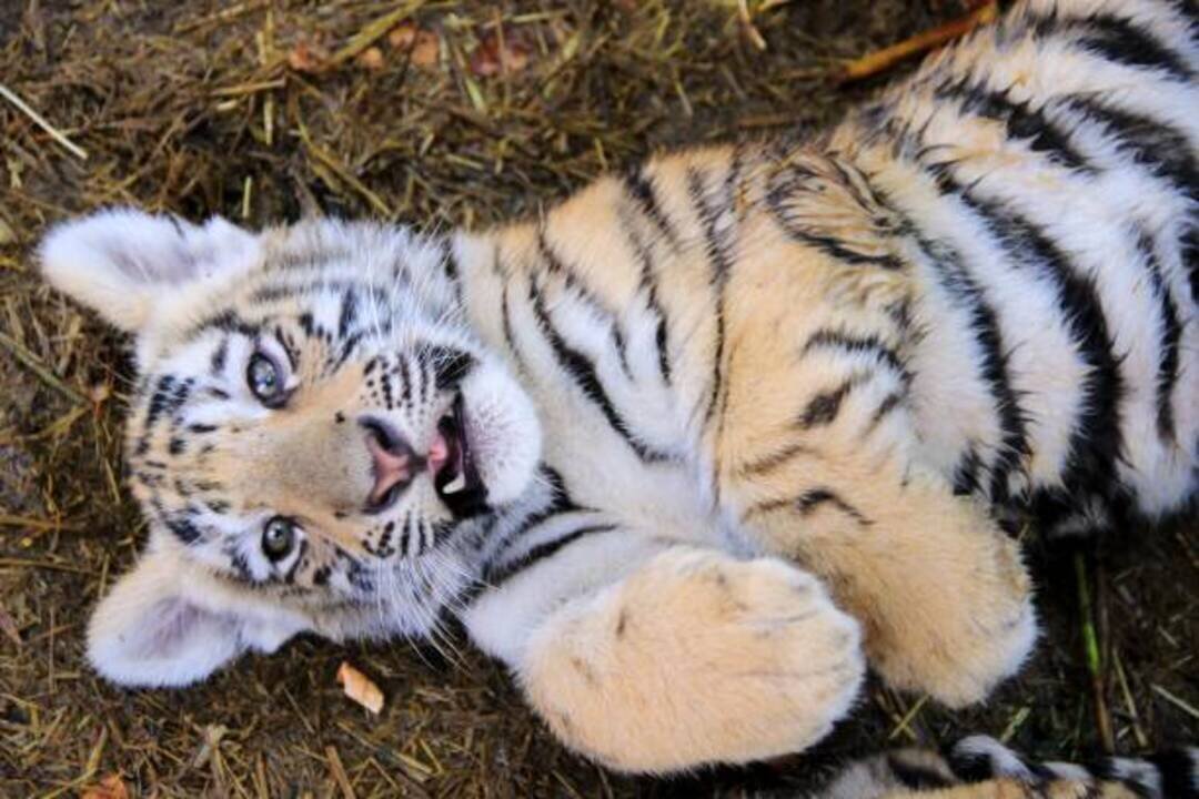 Most Funny and Cute Baby Tiger and Lion | Animals video