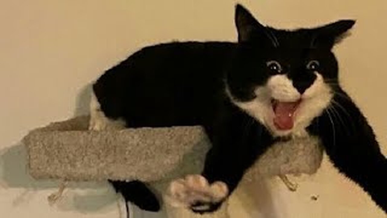 Best Funny Animal Videos 2023 - Funniest Cats And Dogs Video - Part - 95