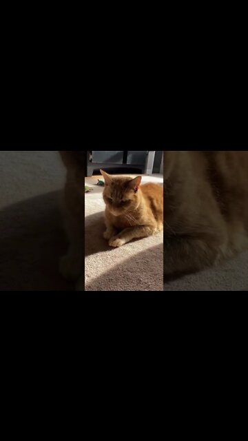 My cat is like a plant, he gets his energy from the sun