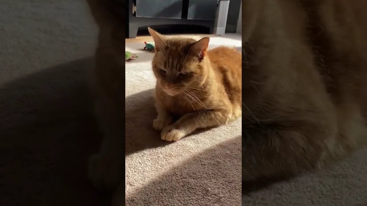 My cat is like a plant, he gets his energy from the sun