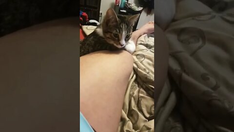 Evil cat keeps biting my knee