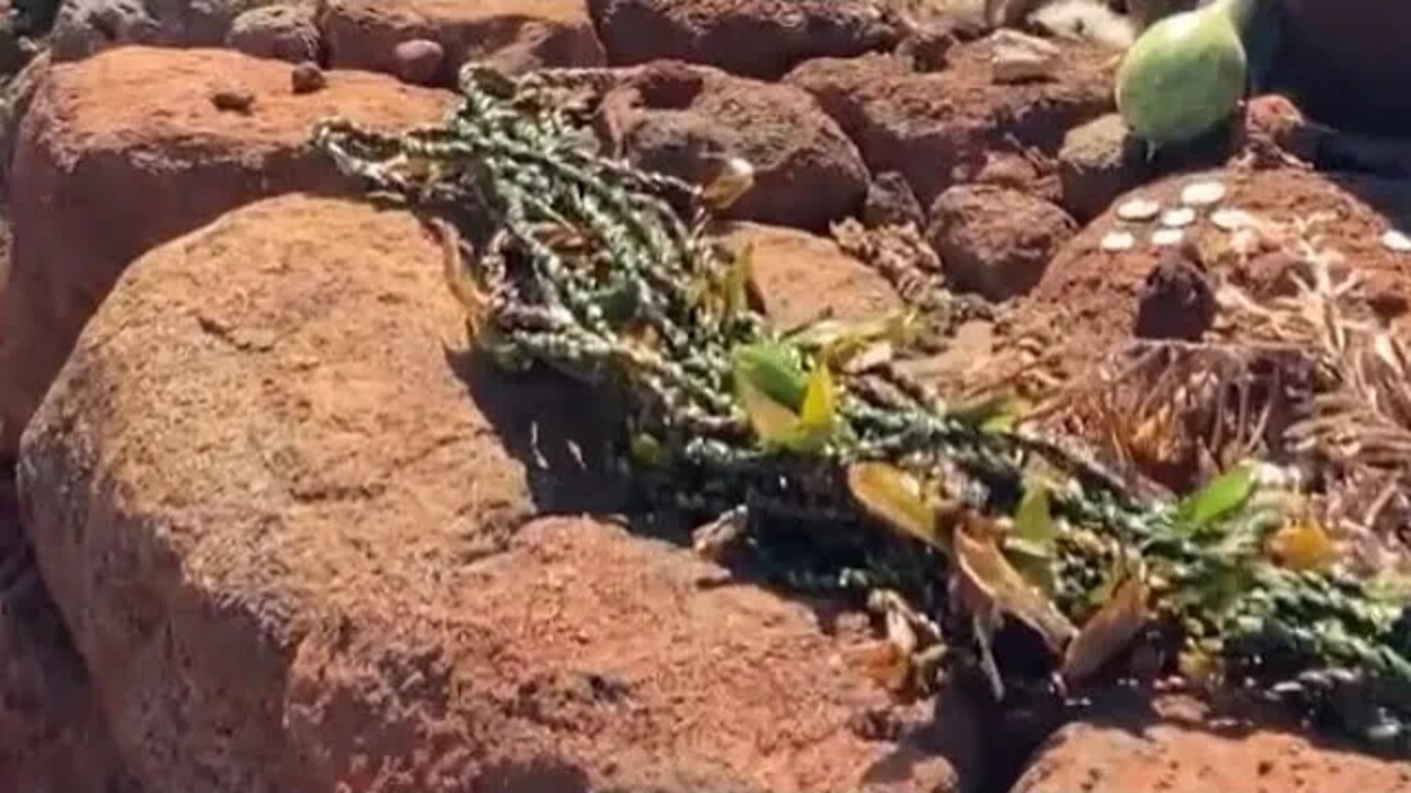 MAKING LEI LĀ’Ī/TĪ LEAF LEI FOR THE KAUMUALI’I HOʻOLAULEʻA CELEBRATION