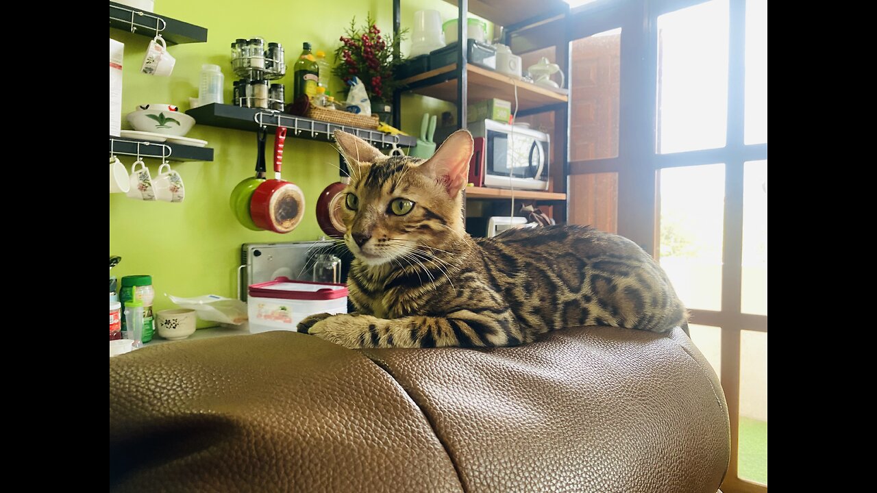 cat named ‘Pretty’ is pretty