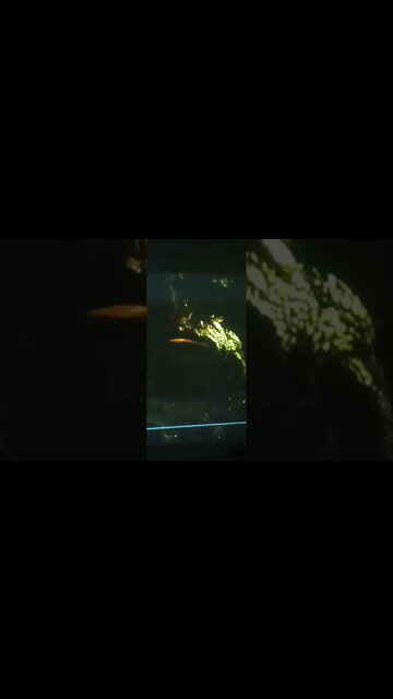 Satan Turned Into 3 Things In The Garden Of Eden - Do You Know All 3? - Pan's Labyrinth - Pan