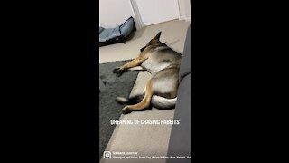 German Shepherd has the cutest dreams