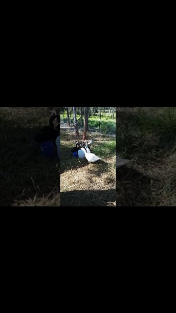 Ducklings having a drink out of the big bucket