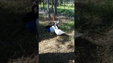 Ducklings having a drink out of the big bucket