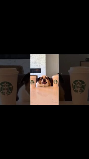 Funniest Dog Videos| Try Not To Laugh| 2022 #shorts