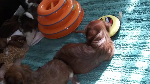 B Litter 8/21