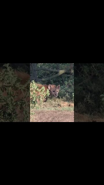 Mara North Sightings Today 30/08/22 (Lions, Cheetah, etc) | Zebra Plains | #shorts