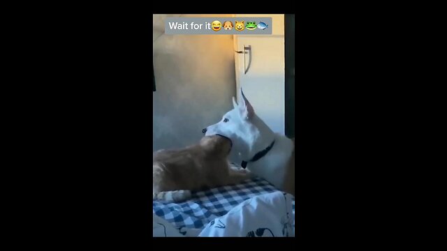 "Hilarious Boxer Can't Stop Eating Other Dog's Food"