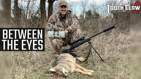 Between The Eyes - Coyote Hunting