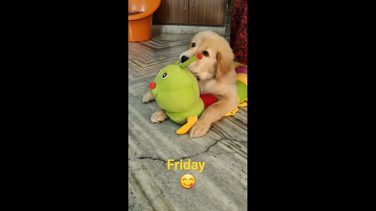 Friday Chww Dayyy@shorts @trending @viral @ytshorts @dog @goldenretriever @f