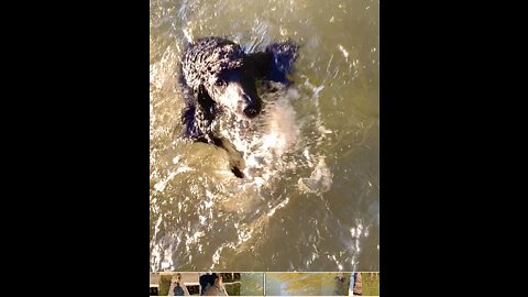 Belgian Malinois gets revenge on standard poodle by knocking him off of the pier.