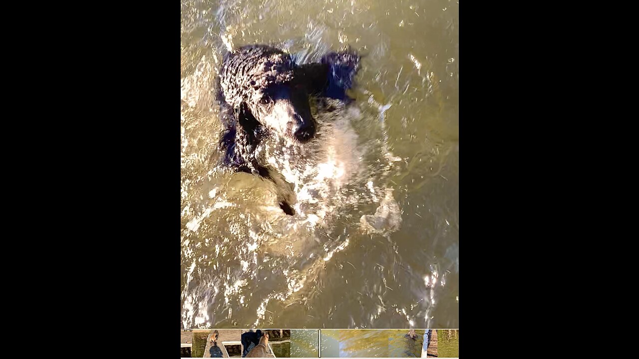 Belgian Malinois gets revenge on standard poodle by knocking him off of the pier.