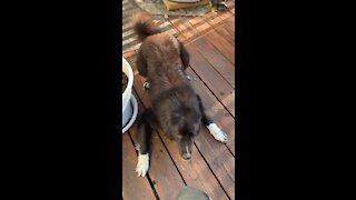 Rescue dog story