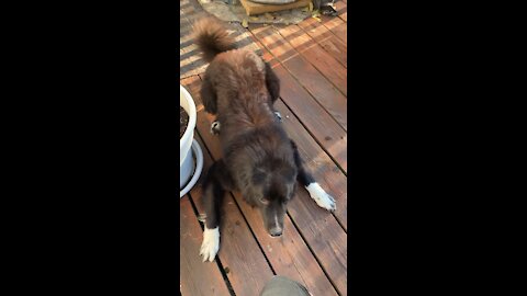 Rescue dog story