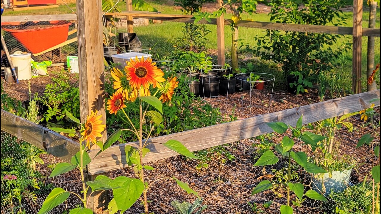 Florida Urban Homestead Garden Tour