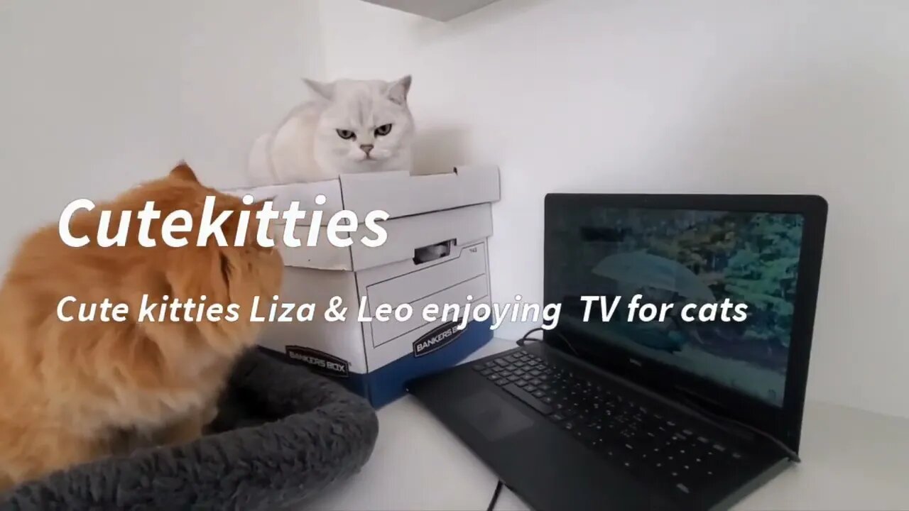 #cute kitties 😻Liza & Leo 😻 enjoying TV for cats 🤩🤩