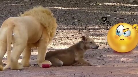 ✨Funny animals 😂 Funny dog 🐕 Frank videos with street dogs and Lion #comedy