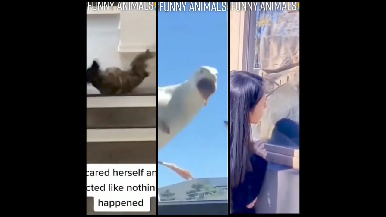 Top Funniest Animal Videos Of 2024