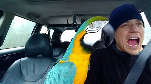 The FUNNIEST Parrots Best Compilation