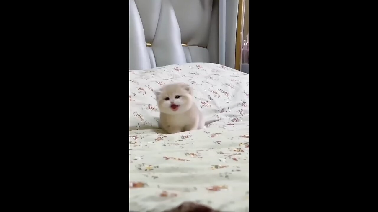 Cute baby kitten sound ❤️