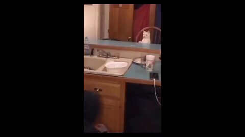 funny cat |Funny|Cat|Rumble|viral